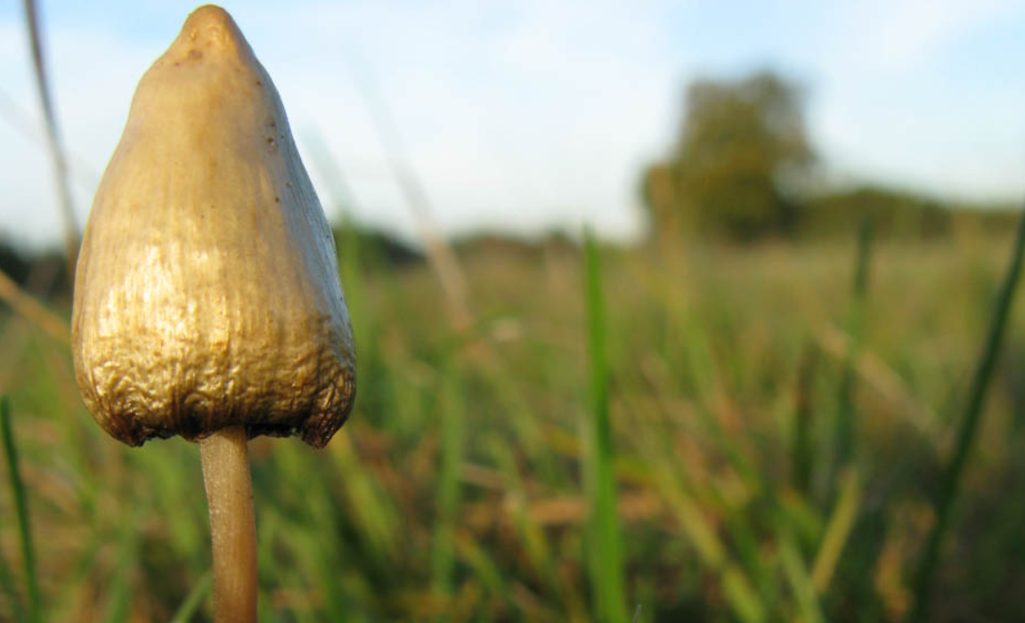 The Best Ways To Find And Buy Magic Mushrooms Online